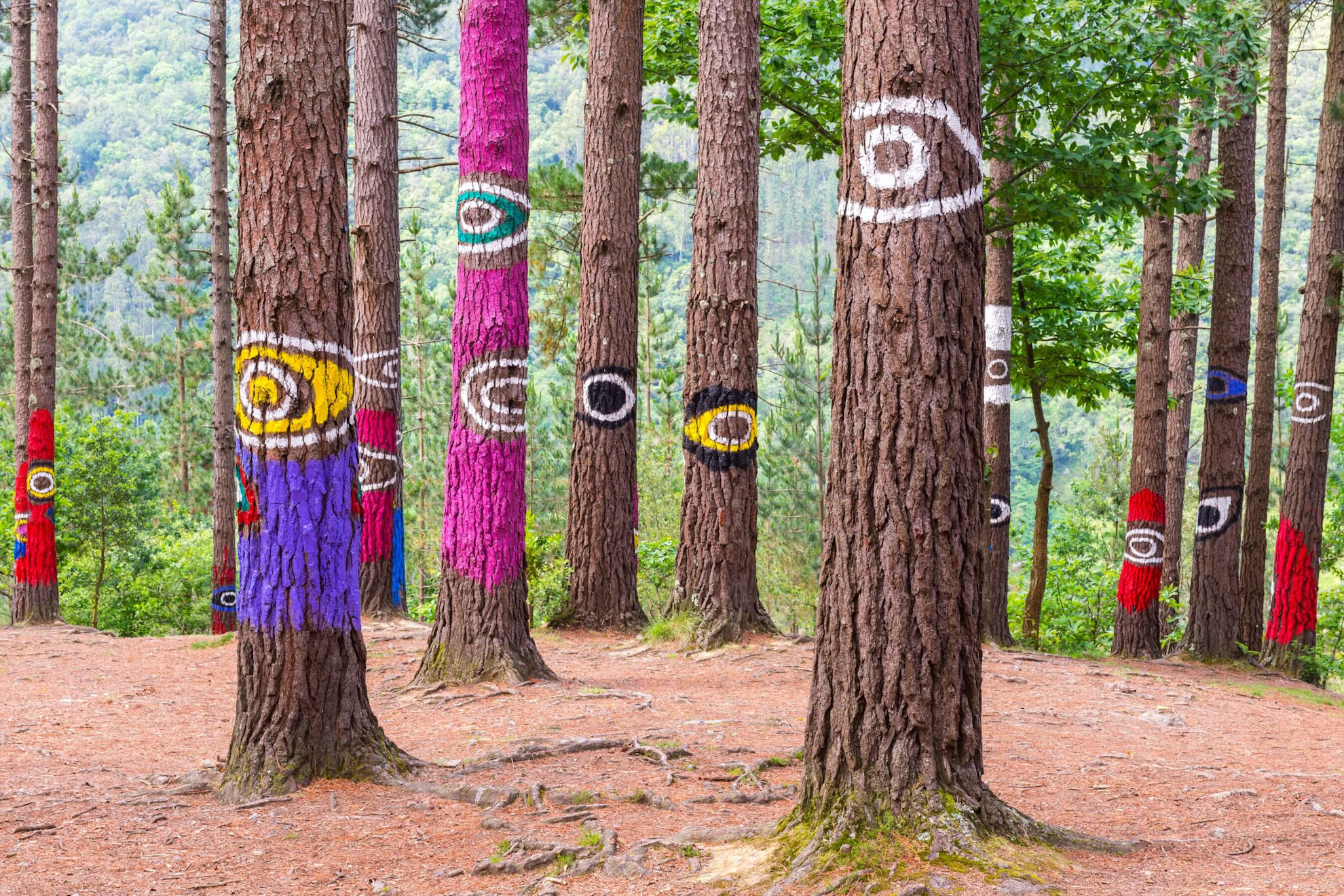 Painted trees in Oma Forest in the Basque Country