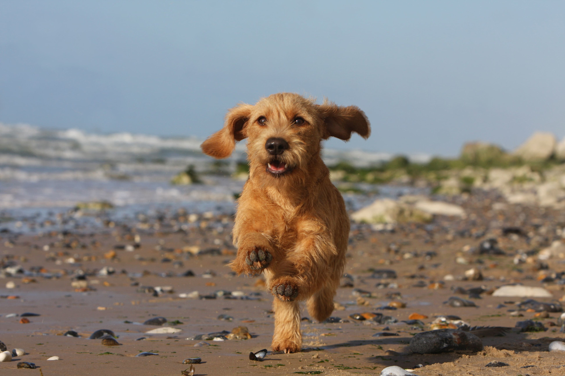 Dog walking in Brittany