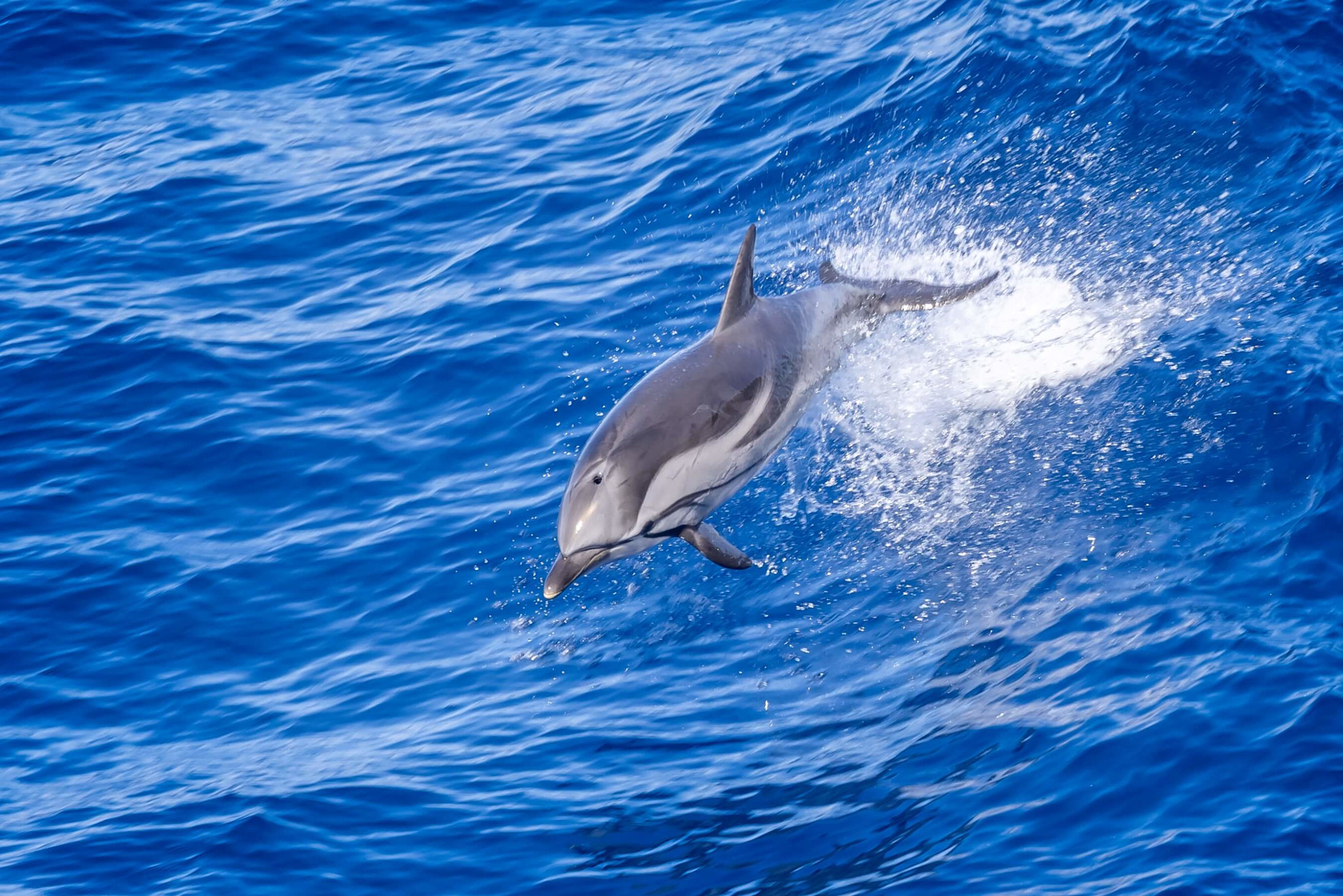 Dolphin at sea