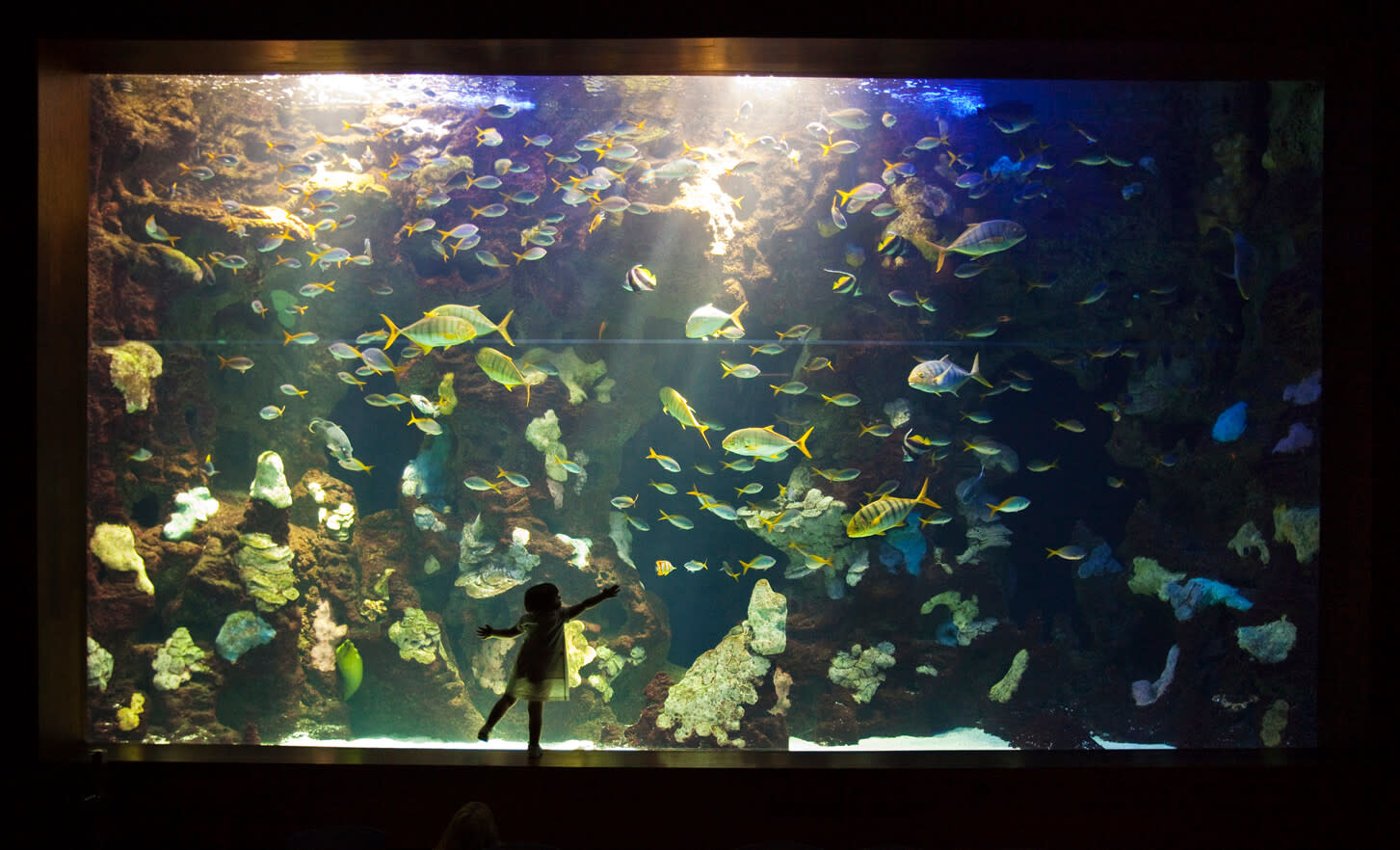 A young girl watches the fish in a tank in San Sebastian aquarium, Spain