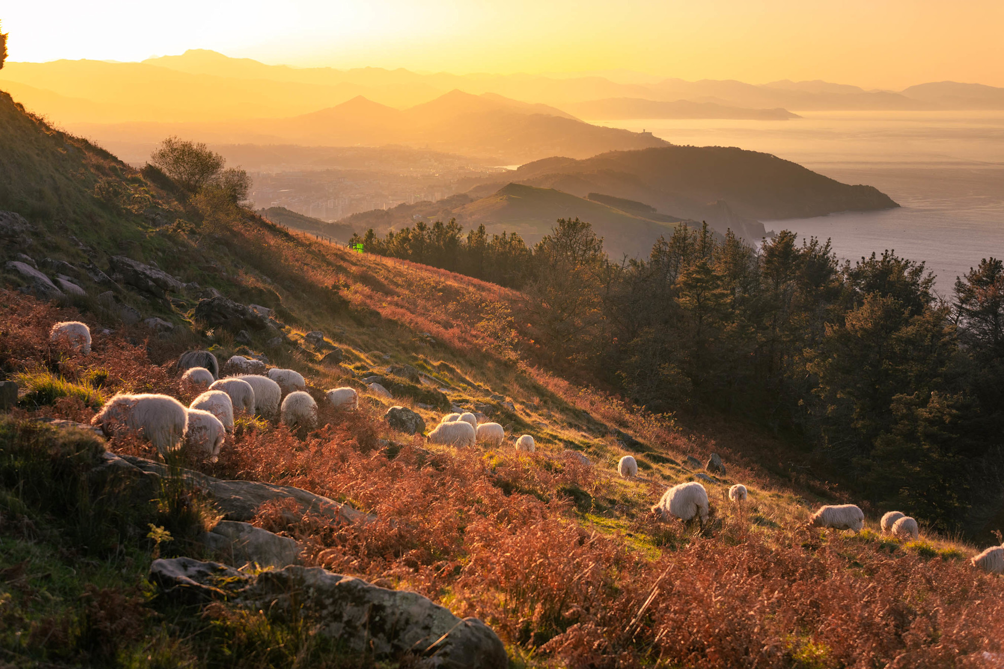 Sheep grazing atop Jaizkibel Mountain's autumn fields in the Basque Country.