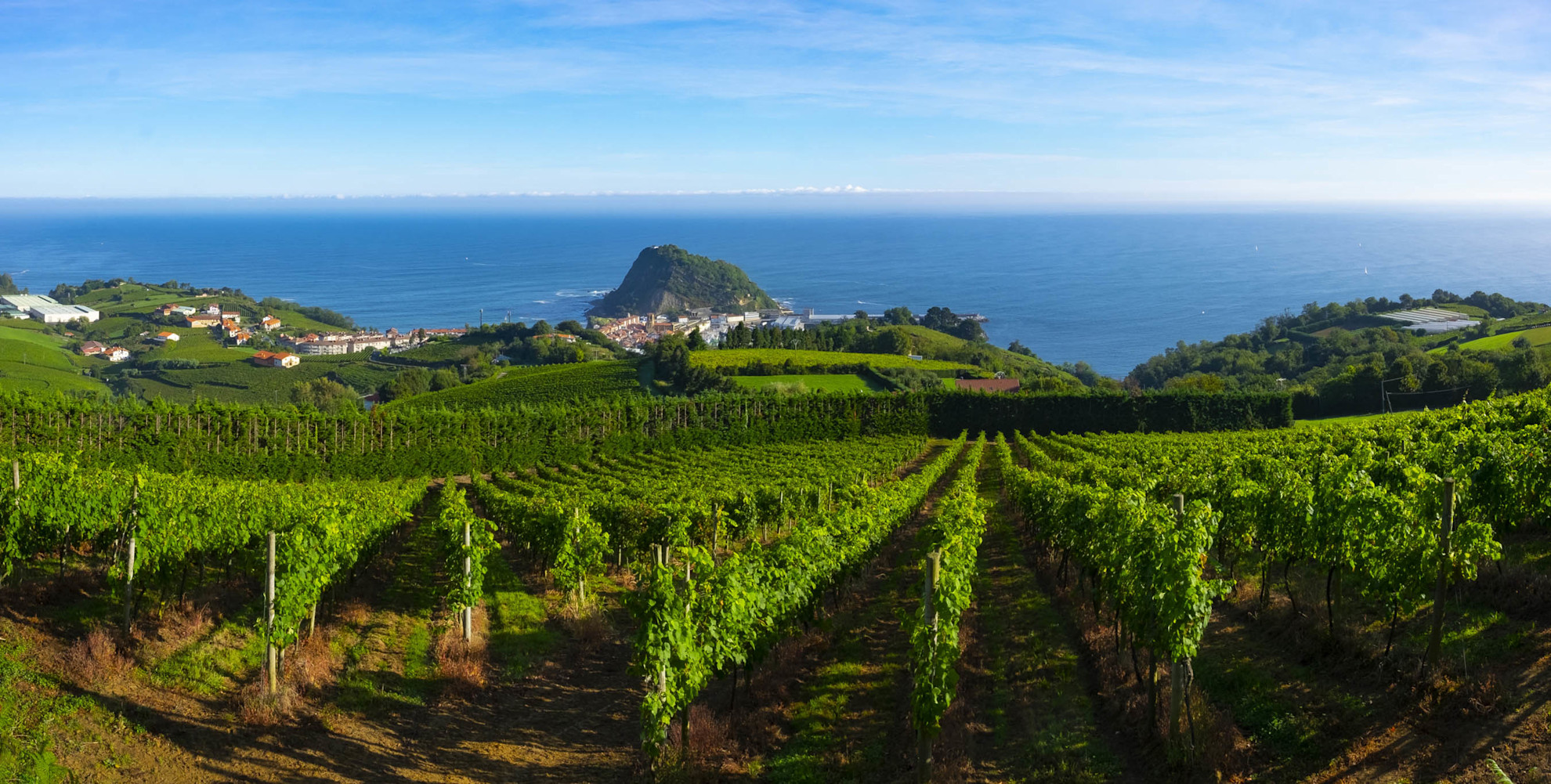 Vineyards in Getaria, set along the beautiful Basque coastline.