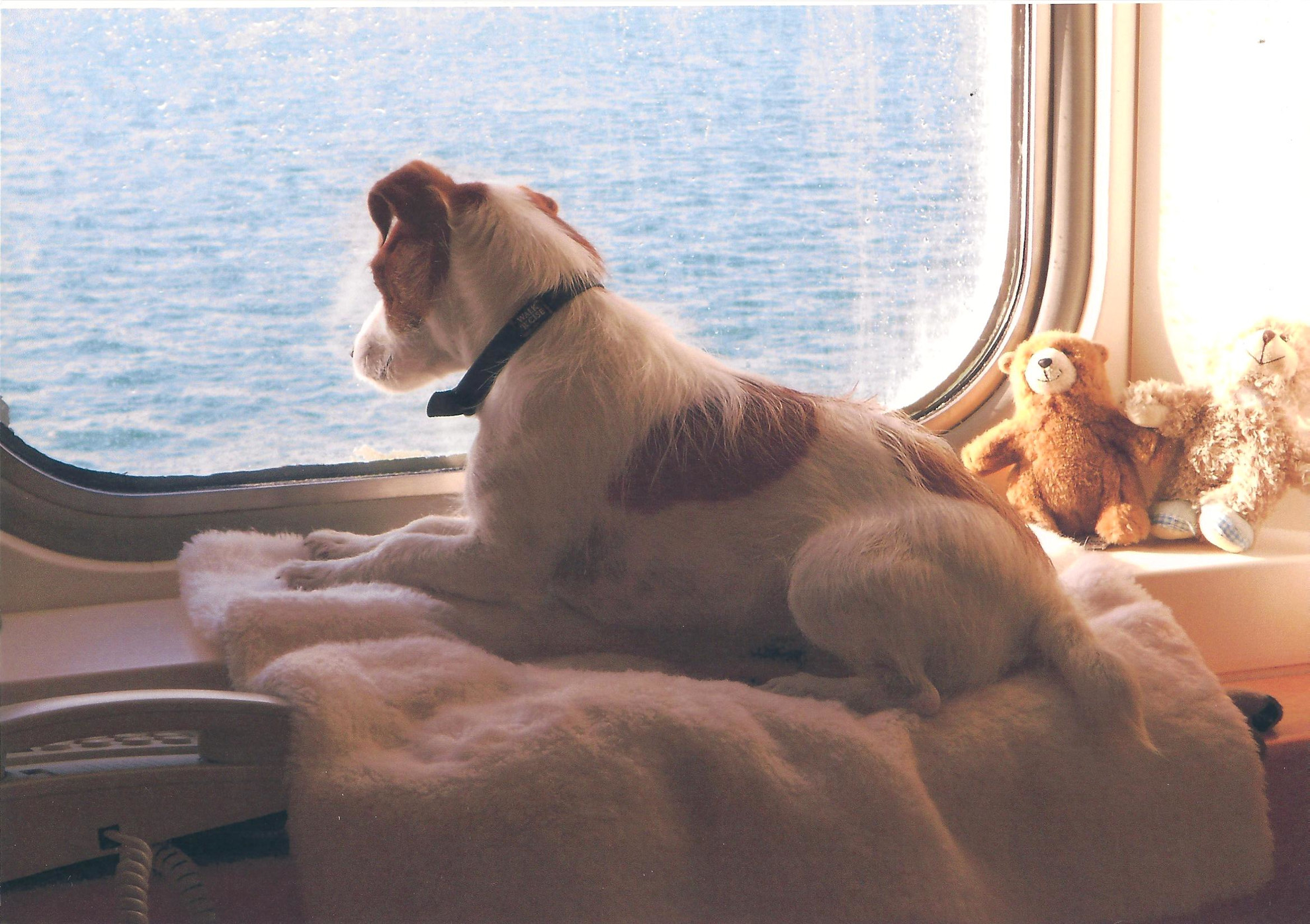 Dog looks out of the window of ferry cabin