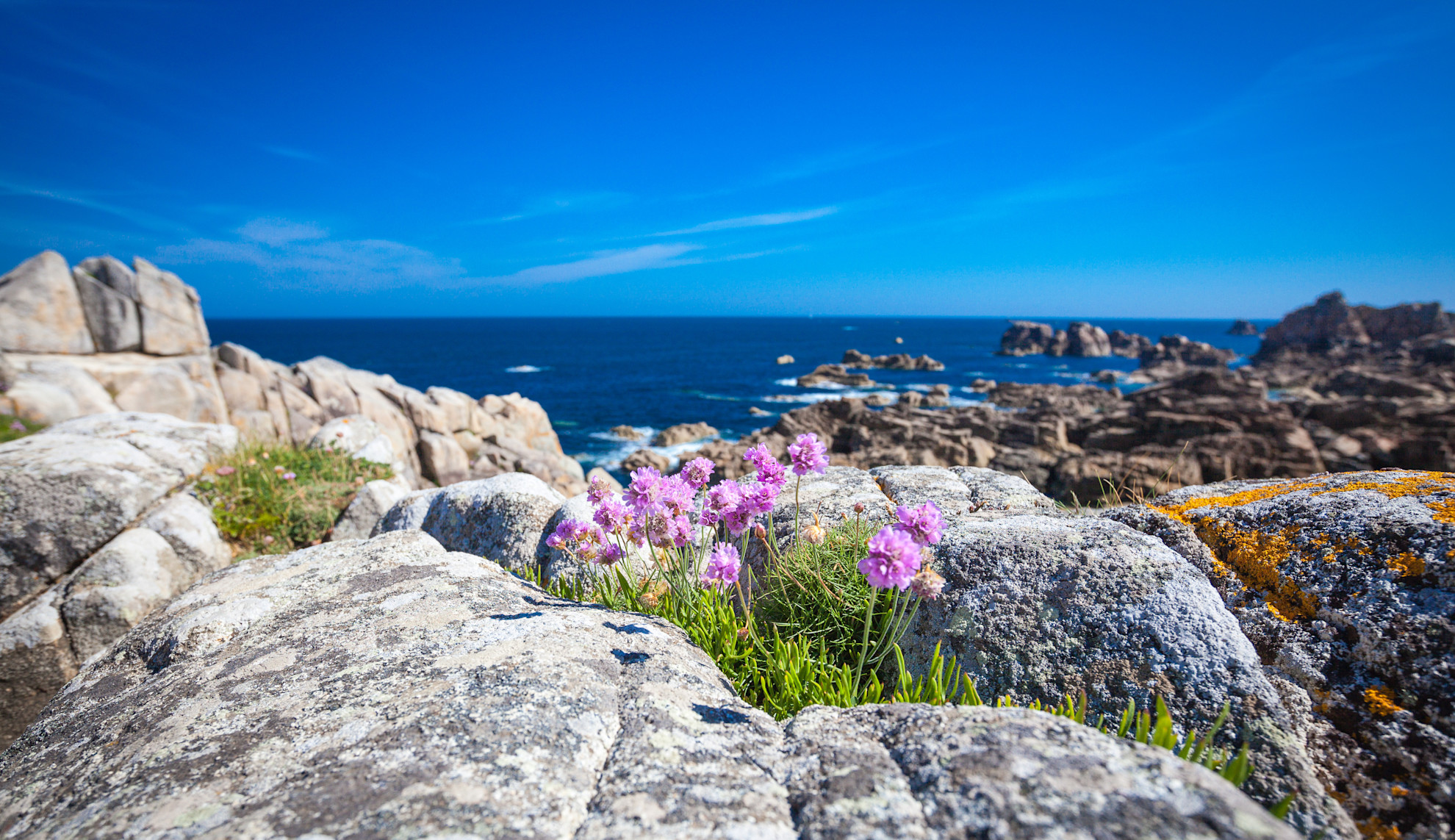 Wild flowers growing on rocks in Plougrescant on the Pink Granite Coast in Brittany © Shutterstock