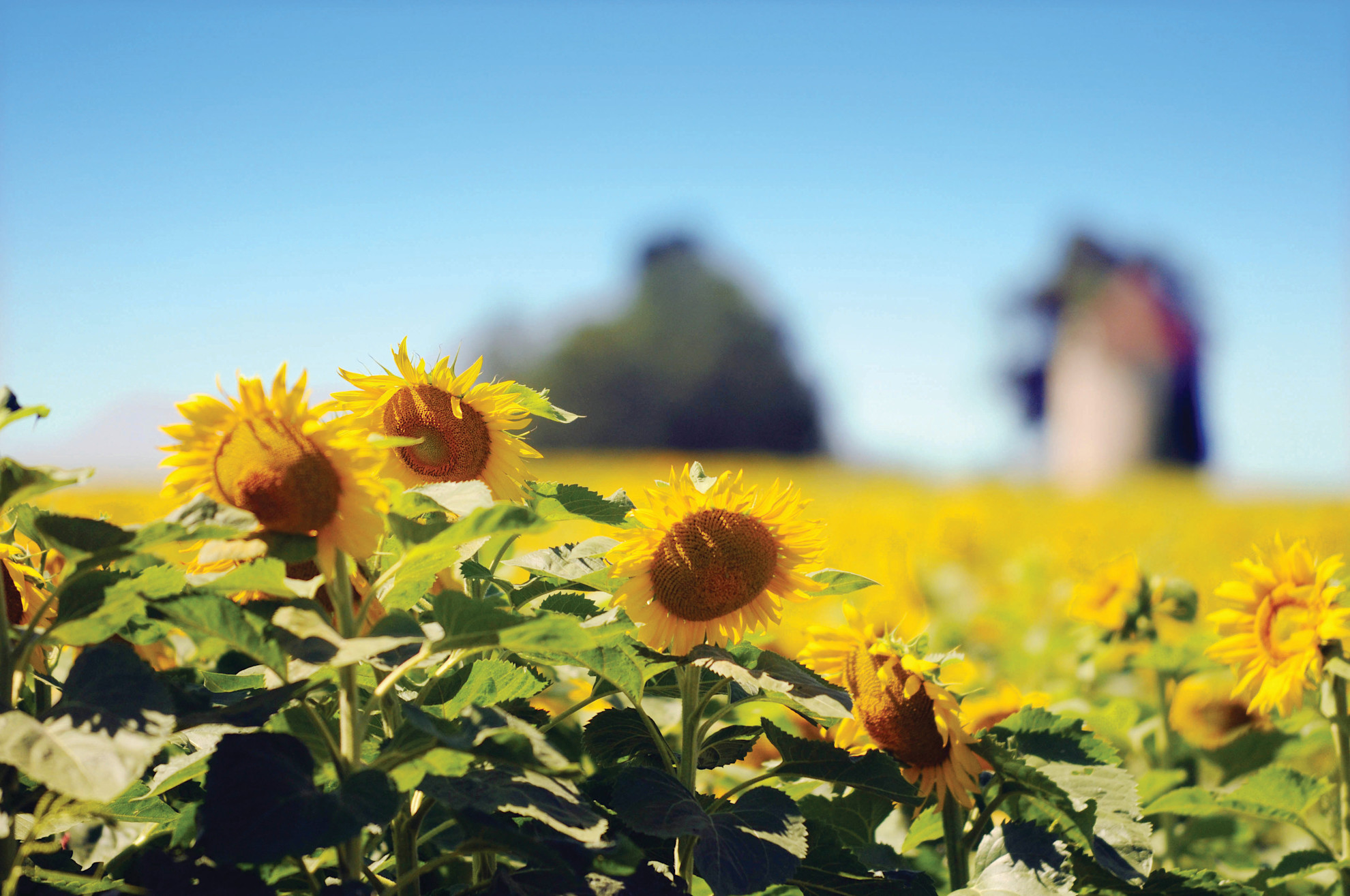 Sunflowers in the Loire valley
