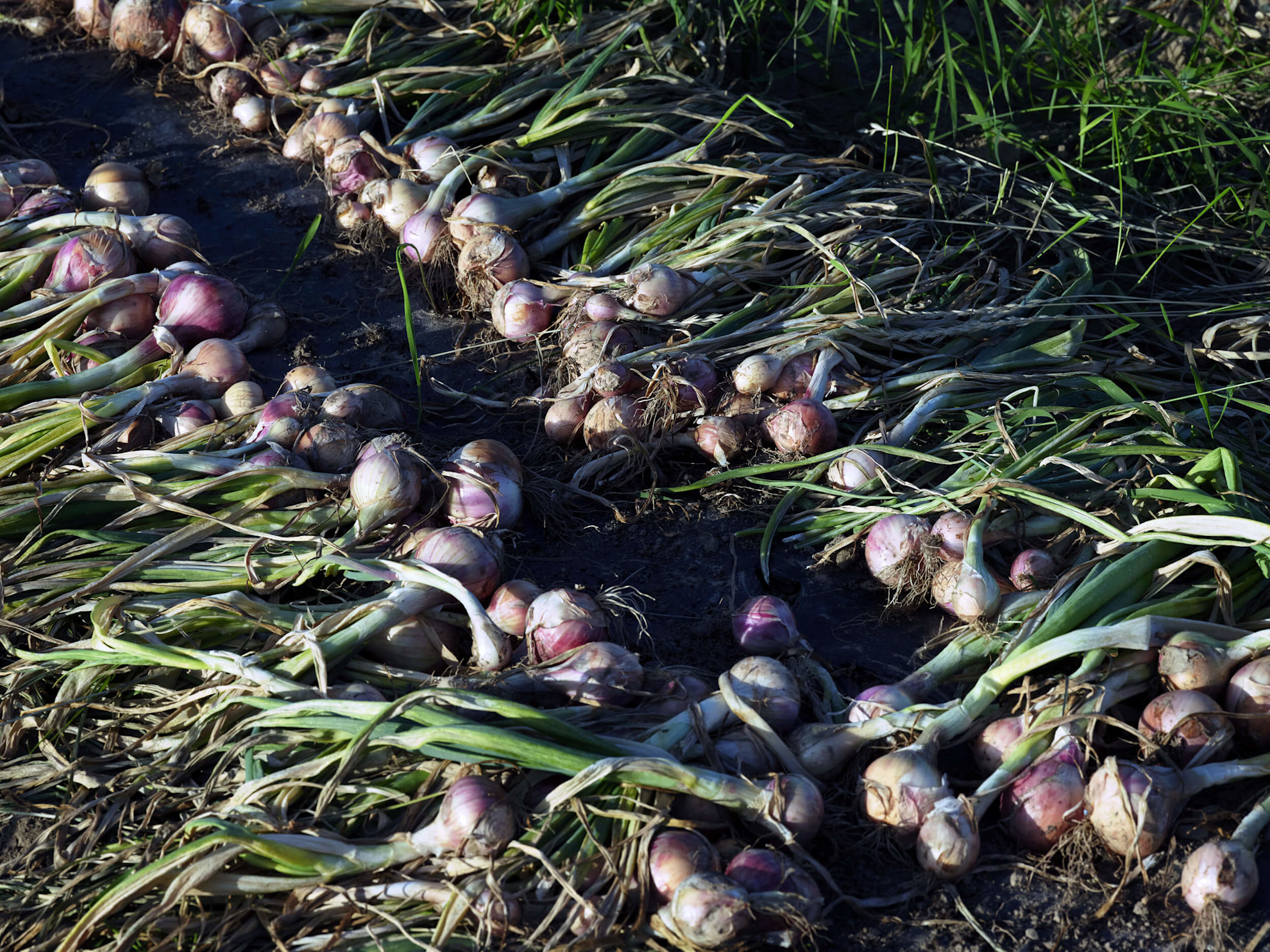 Roscoff onions at harvest