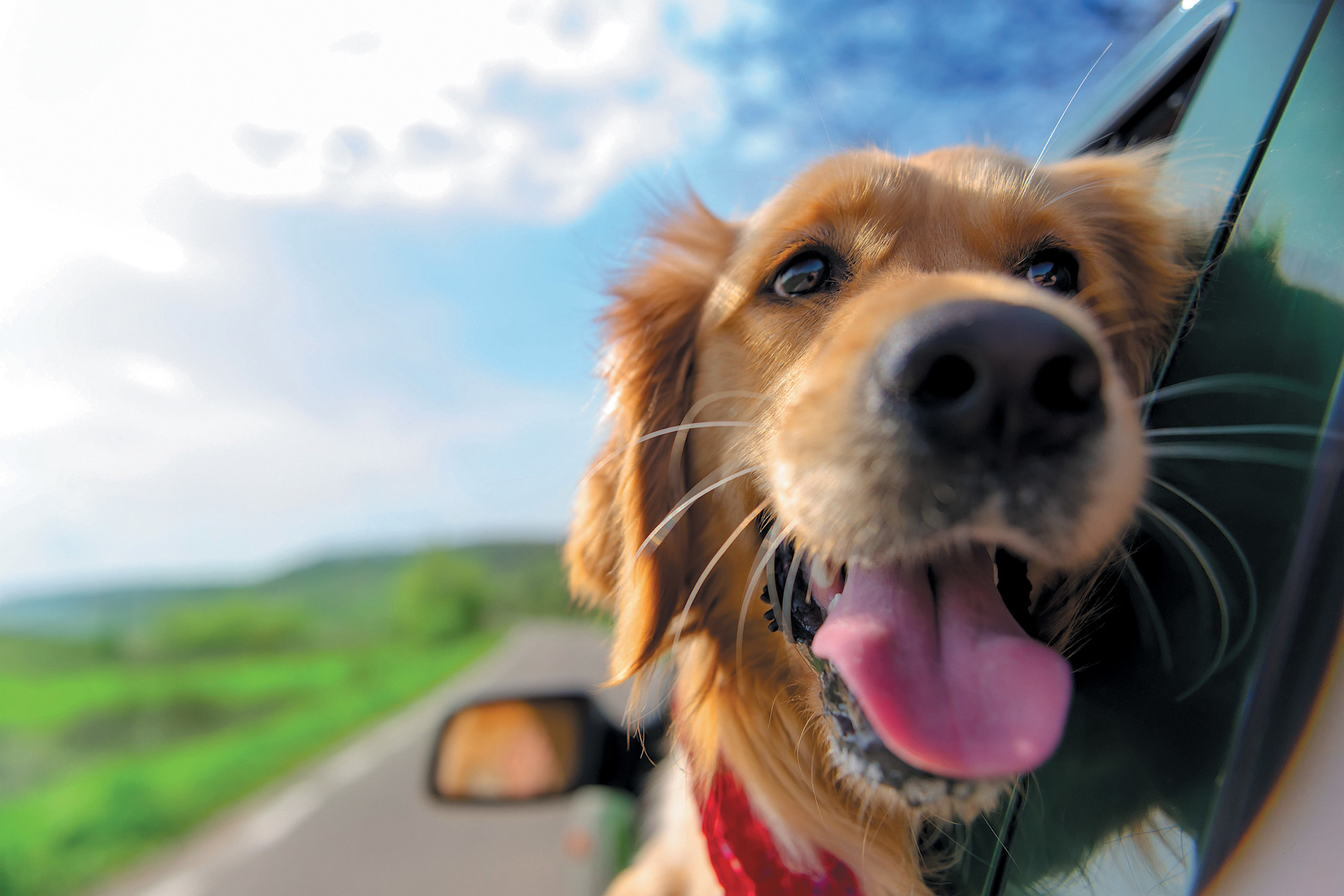 Close-up of dog leaning out of car window