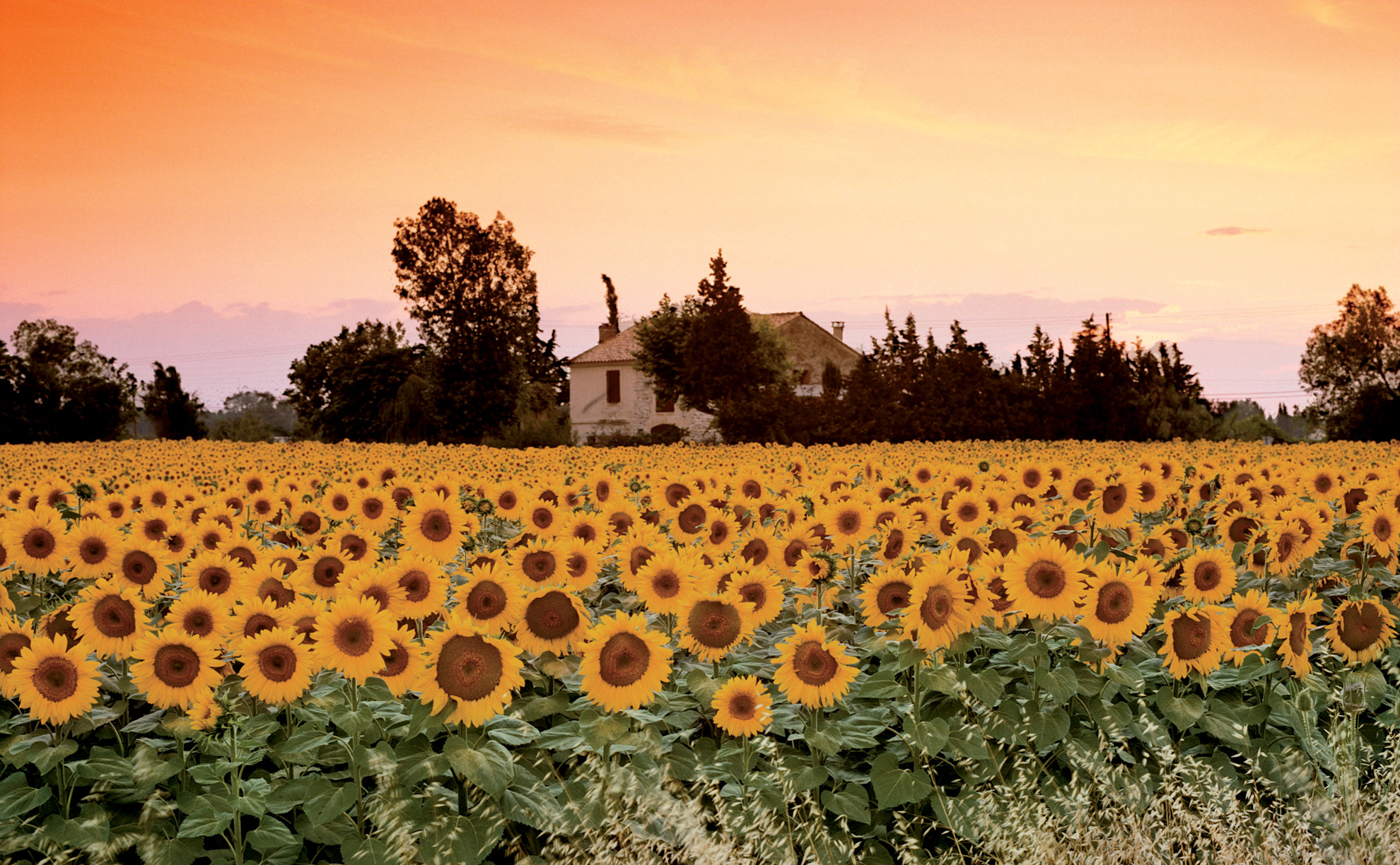 Beautiful view of a field of sunflowers, Provence Côte d'Azur