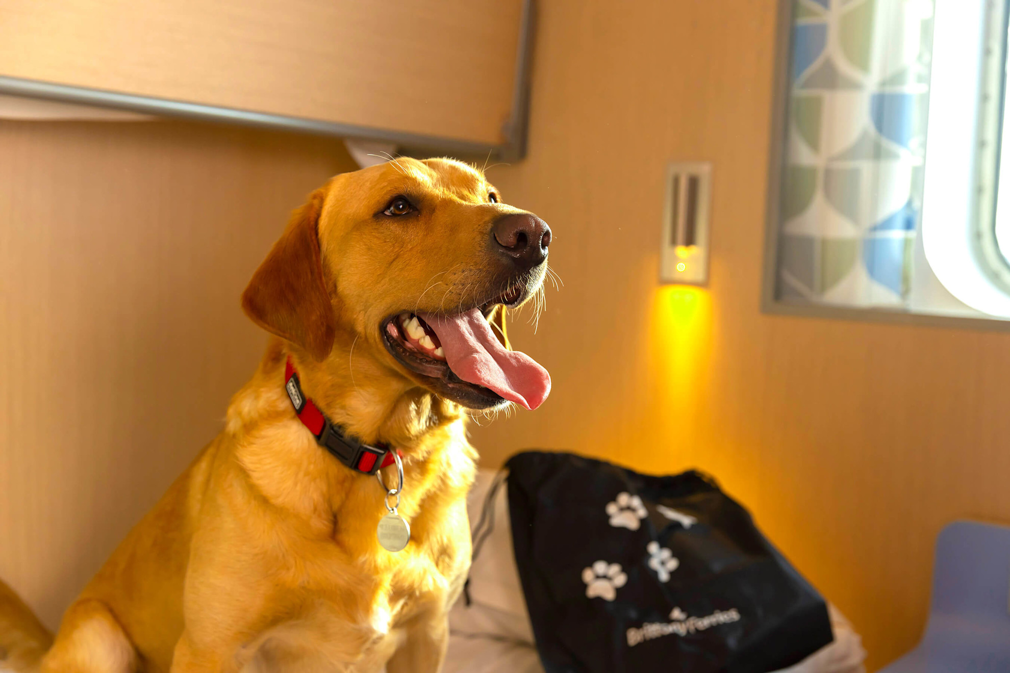 Reuben the dog on board in a pet cabin