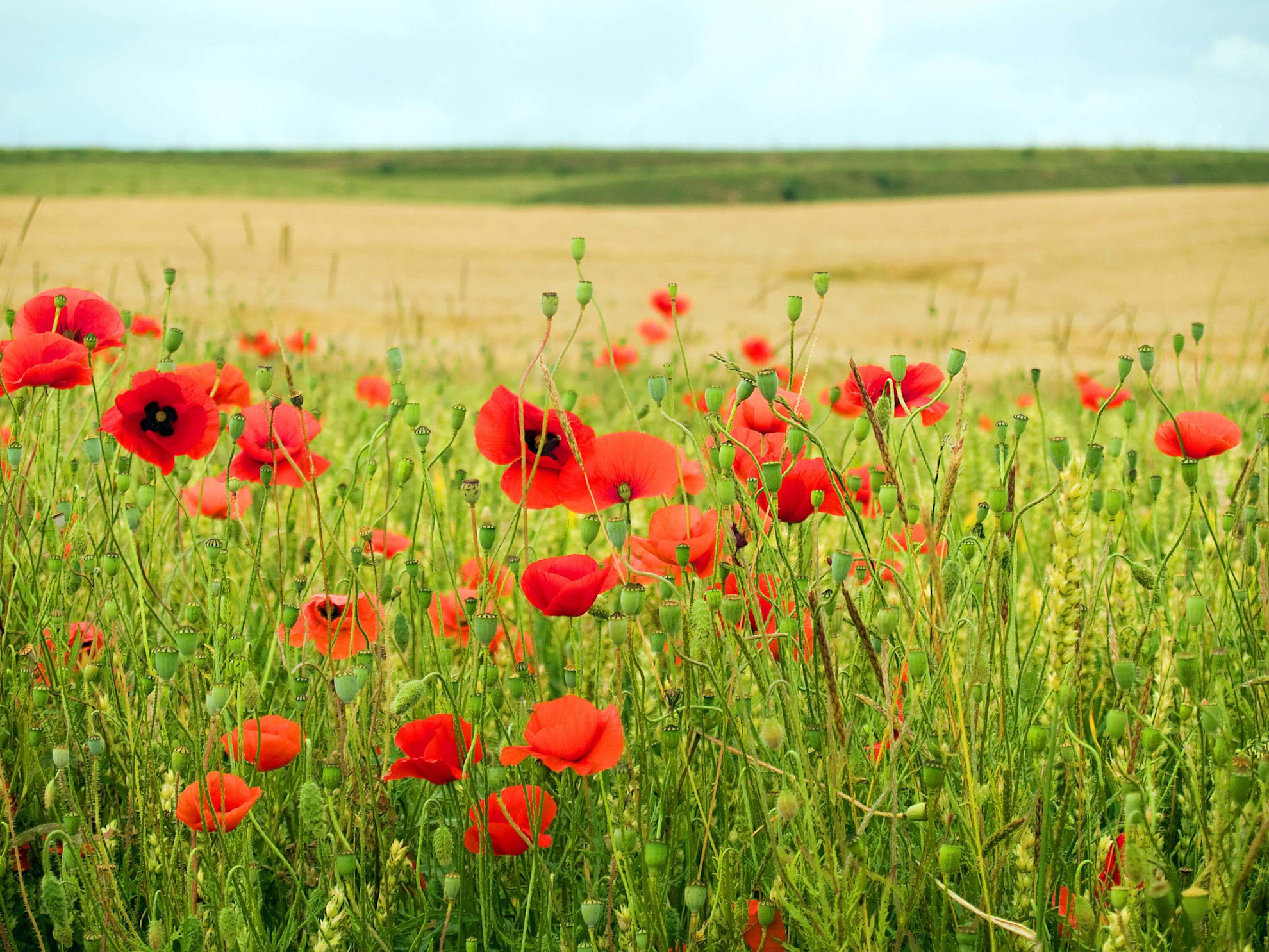 Field of poppies © Somme Tourisme